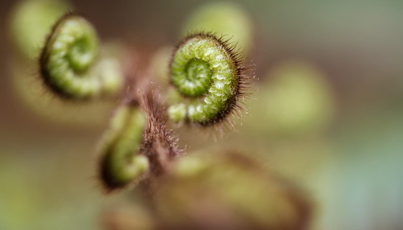 Iwi & Māori Business — Advisory